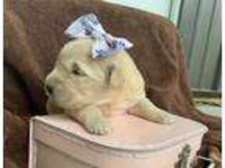 Golden Retriever Puppy for sale in Sterling, MI, USA