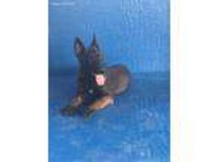 Belgian Malinois Puppy for sale in Newman, CA, USA