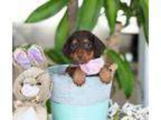 Dachshund Puppy for sale in Plymouth, OH, USA
