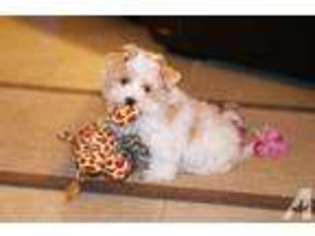 Yorkshire Terrier Puppy for sale in SCHERTZ, TX, USA