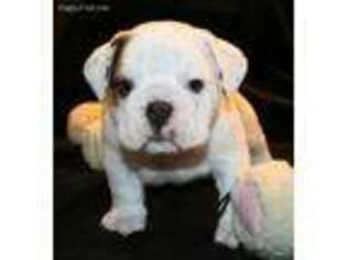 Bulldog Puppy for sale in Oxford, NJ, USA