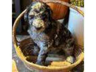 Mutt Puppy for sale in Sarona, WI, USA