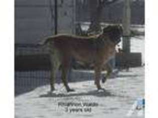 Mastiff Puppy for sale in EVERTON, MO, USA