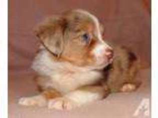 Mutt Puppy for sale in BASTROP, TX, USA