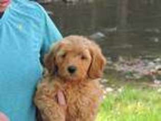 Goldendoodle Puppy for sale in Pounding Mill, VA, USA
