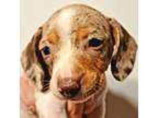 Dachshund Puppy for sale in Hollywood, MD, USA