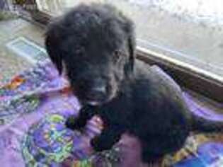 Mutt Puppy for sale in Green Bay, WI, USA