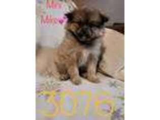 Pomeranian Puppy for sale in Pittsfield, NH, USA