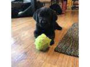 Labrador Retriever Puppy for sale in Lakeville, CT, USA