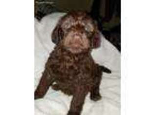 Labradoodle Puppy for sale in Nova, OH, USA