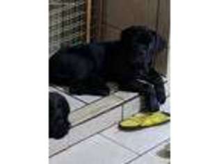 Cane Corso Puppy for sale in Boones Mill, VA, USA