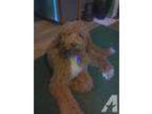Labradoodle Puppy for sale in FREEPORT, PA, USA