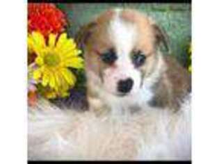 Pembroke Welsh Corgi Puppy for sale in Wittmann, AZ, USA