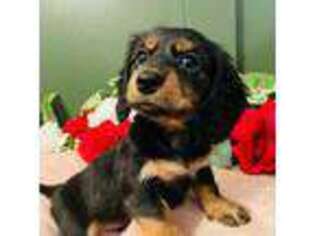 Dachshund Puppy for sale in Cornwall, PA, USA