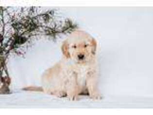 Golden Retriever Puppy for sale in Romney, WV, USA
