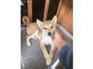 Shiba Inu Puppy for sale in West Covina, CA, USA