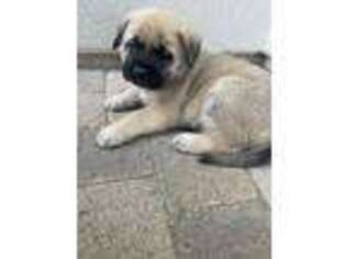 Mastiff Puppy for sale in Sparks, NV, USA