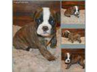 Olde English Bulldogge Puppy for sale in Dalton, GA, USA