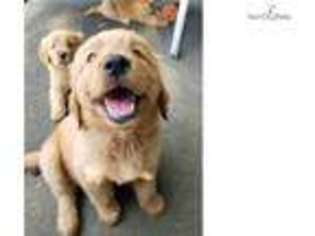 Golden Retriever Puppy for sale in Ashtabula, OH, USA