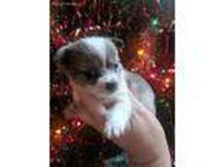 Maltipom Puppy for sale in Unknown, , USA