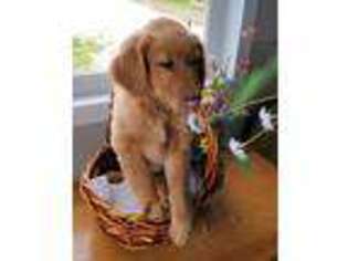 Golden Retriever Puppy for sale in Bloomingdale, MI, USA