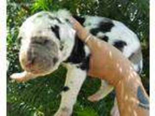 Great Dane Puppy for sale in Elkins, WV, USA