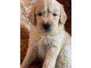 Goldendoodle Puppy for sale in Adrian, MI, USA