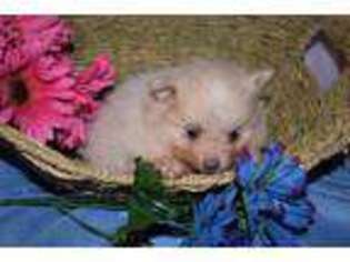 Pomeranian Puppy for sale in Glenwood, MO, USA