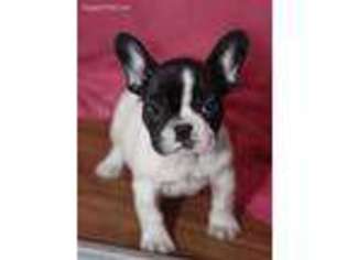 French Bulldog Puppy for sale in Ashburn, VA, USA