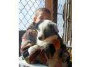Australian Shepherd Puppy for sale in Big Sandy, TX, USA