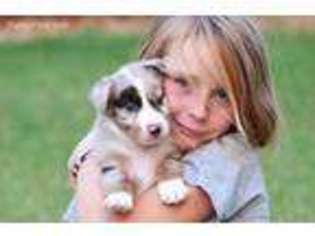 Australian Shepherd Puppy for sale in Lexington, OK, USA