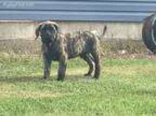 Mastiff Puppy for sale in Sarahsville, OH, USA