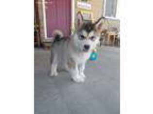 Alaskan Malamute Puppy for sale in Greybull, WY, USA