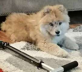 Chow Chow Puppy for sale in Paragon, IN, USA