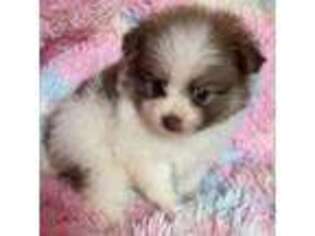 Pomeranian Puppy for sale in Caldwell, TX, USA