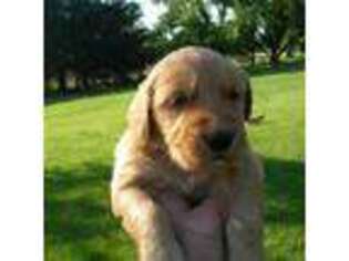 Golden Retriever Puppy for sale in Whitewater, WI, USA