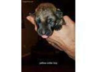 German Shepherd Dog Puppy for sale in Bushnell, FL, USA