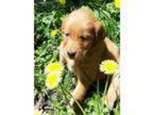 Golden Retriever Puppy for sale in Capac, MI, USA