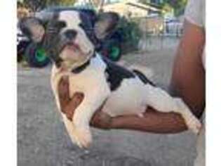 French Bulldog Puppy for sale in Homeland, CA, USA