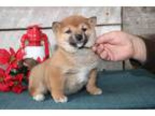 Shiba Inu Puppy for sale in Quarryville, PA, USA