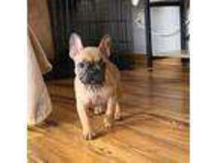 French Bulldog Puppy for sale in Minneapolis, MN, USA