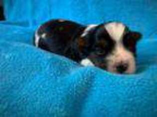 Yorkshire Terrier Puppy for sale in Glen Daniel, WV, USA
