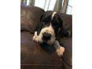 Great Dane Puppy for sale in Fulton, NY, USA