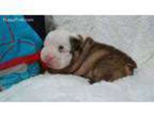 Bulldog Puppy for sale in Akron, OH, USA