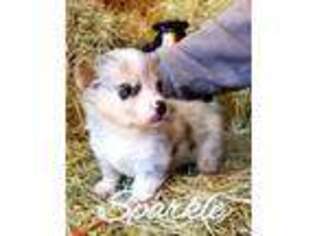 Pembroke Welsh Corgi Puppy for sale in Williamsville, MO, USA