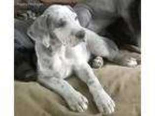 Great Dane Puppy for sale in Pryor, OK, USA