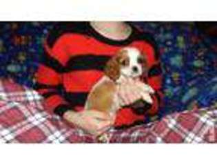 Cavalier King Charles Spaniel Puppy for sale in GLENDALE, OR, USA