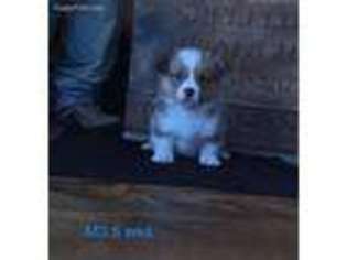 Pembroke Welsh Corgi Puppy for sale in South Whitley, IN, USA