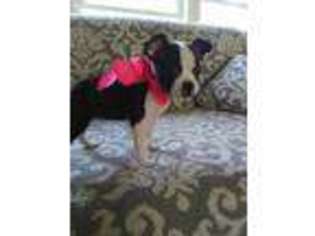 Boston Terrier Puppy for sale in San Antonio, TX, USA