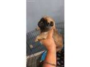 Pug Puppy for sale in Vancleave, MS, USA